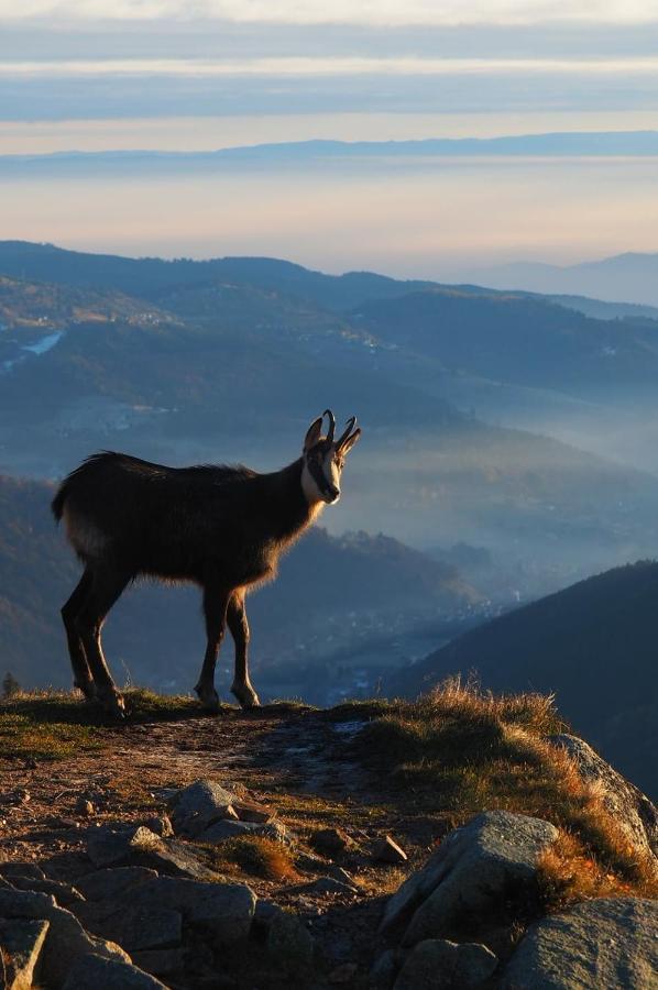 Appartamento Demoiselle Des Roches Ramonchamp Esterno foto